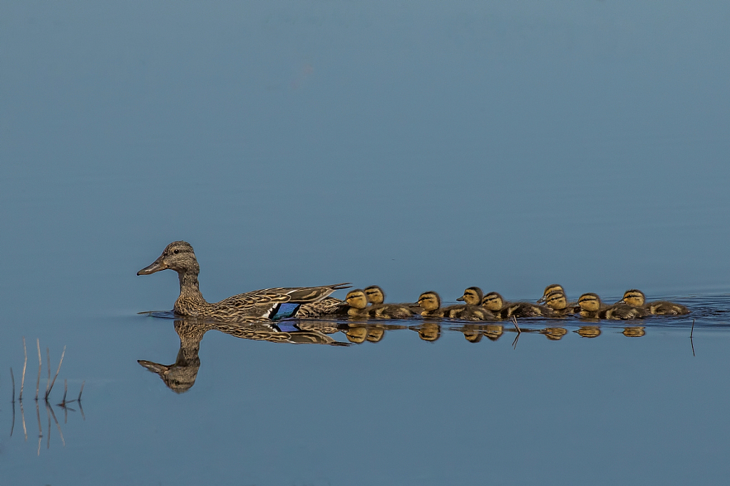 All your Ducks in a Row