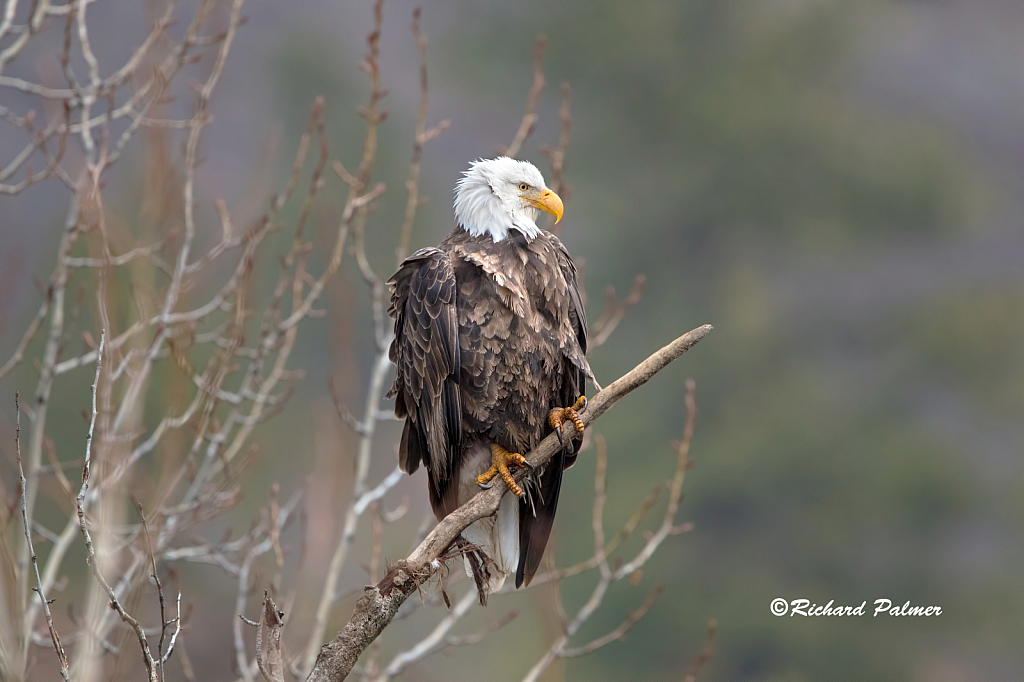 The Regal Eagle