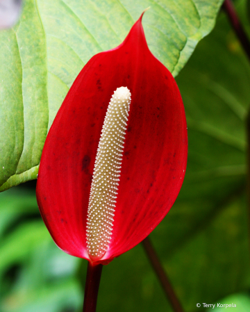 Hilo Botanical Gardens 