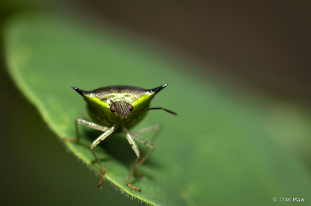 A Small Bug