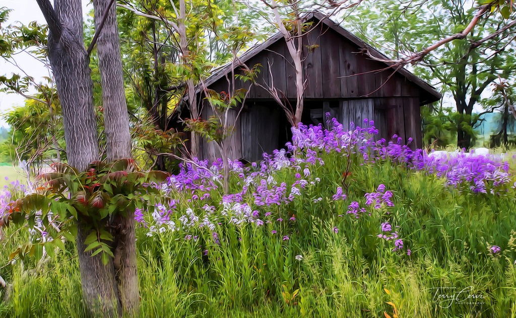 Memories of Spring