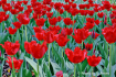 Red Sea of Tulips