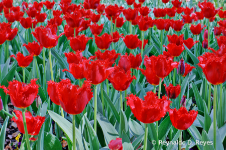 Red Sea of Tulips