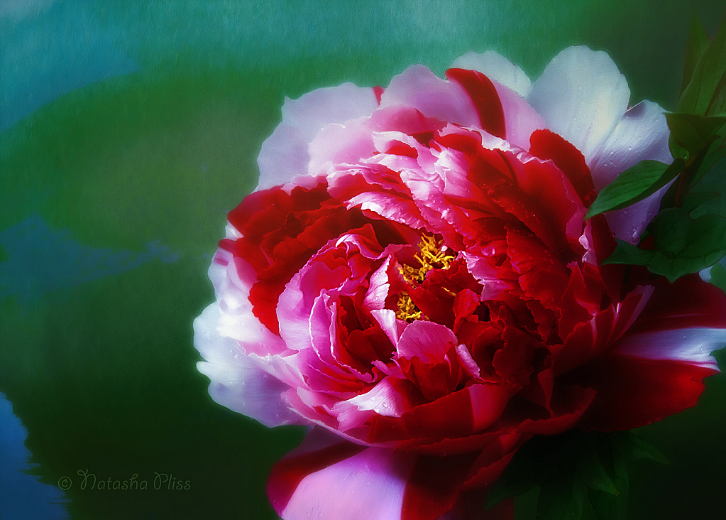 Peony