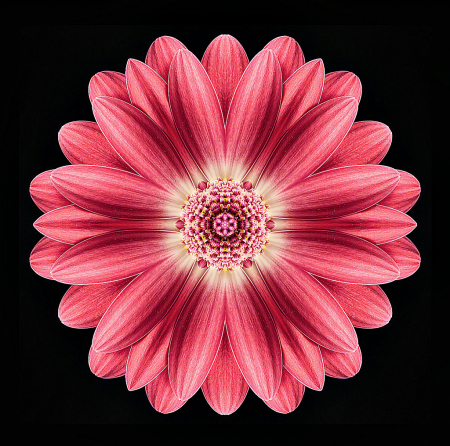 Fuchsia Kaleido Gerbera