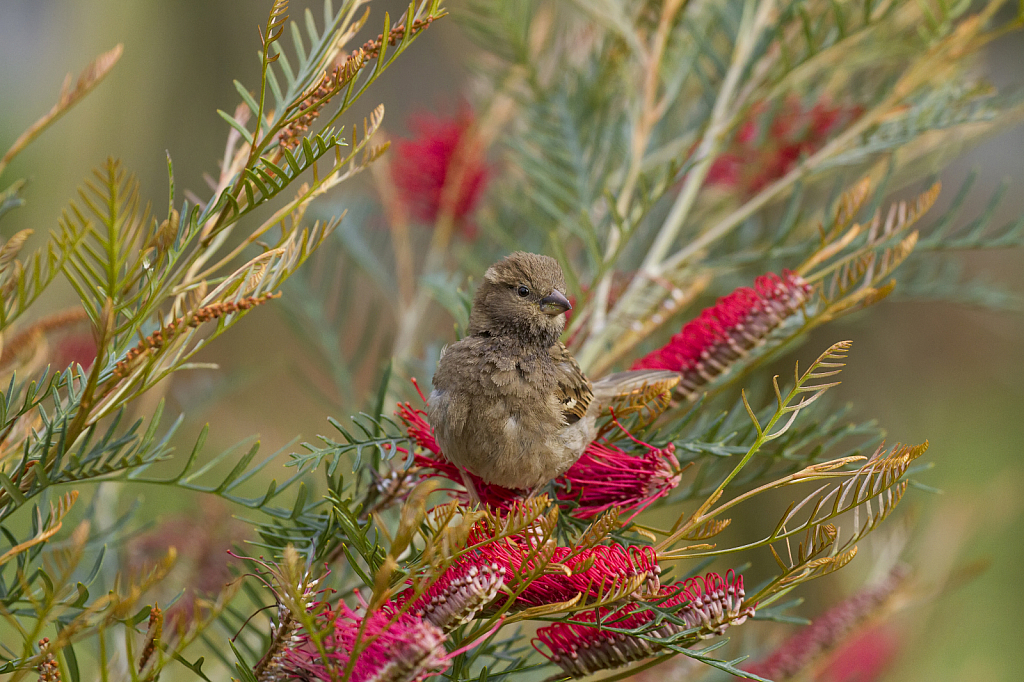 Sparrow in grevillia bush