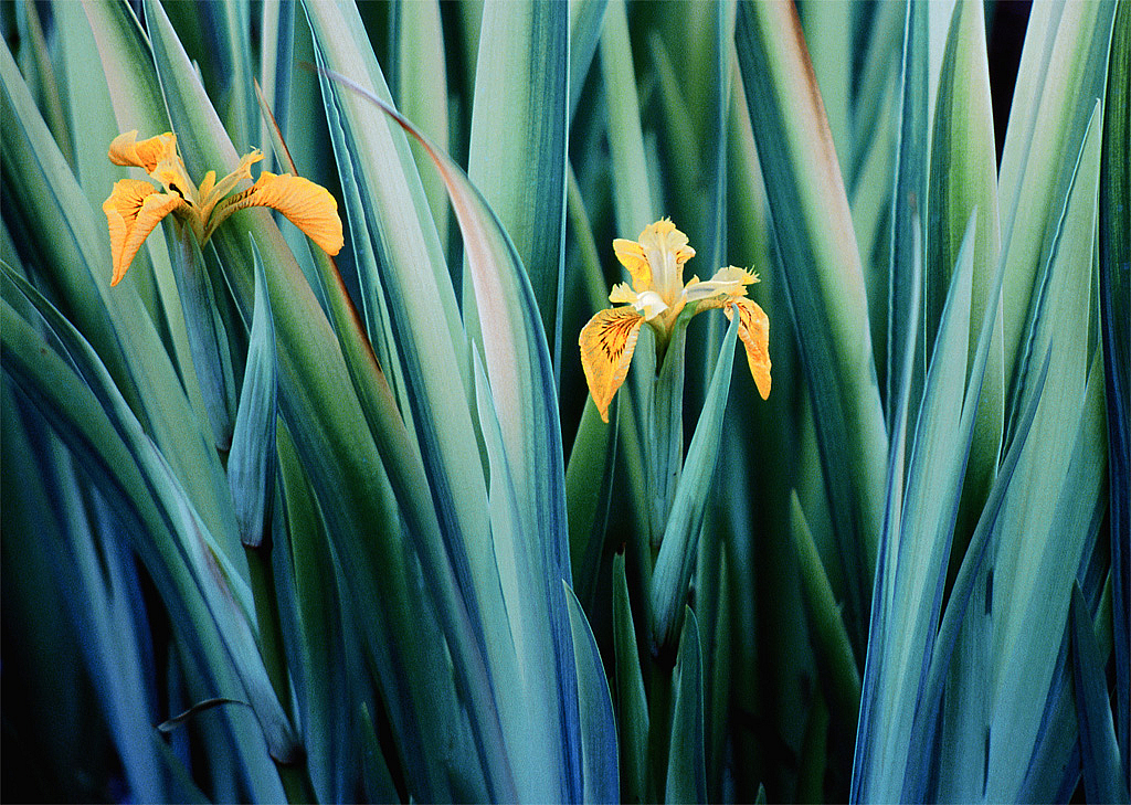 Yellow Iris