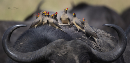 Oxpeckers Look to Be Singing 