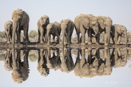 Elephants Reflecting
