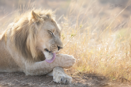 Lion Bath