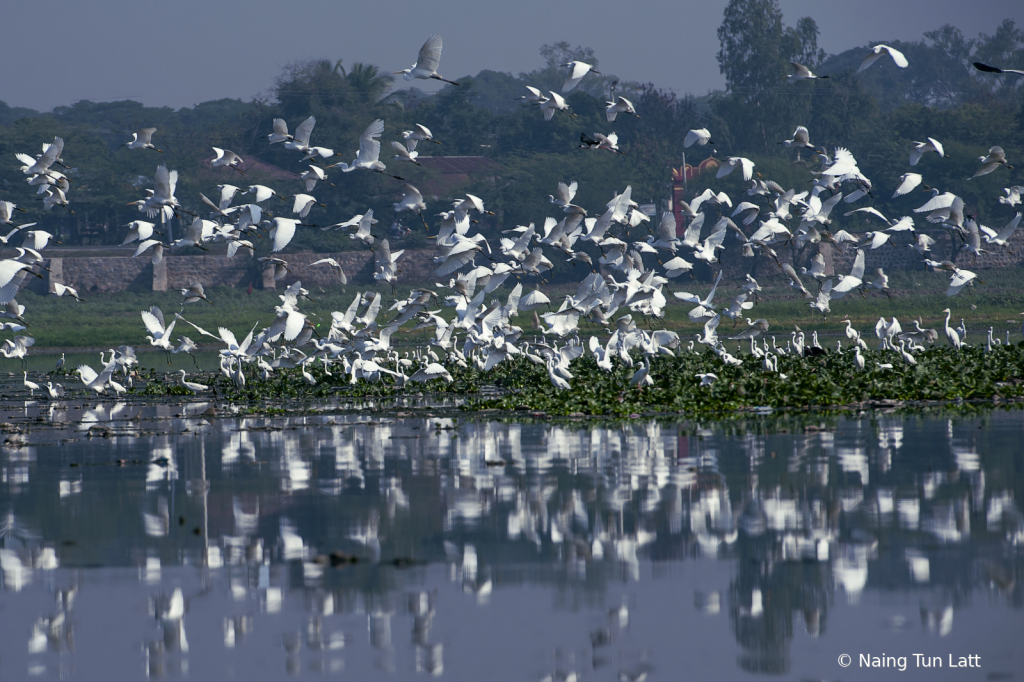 winter birds