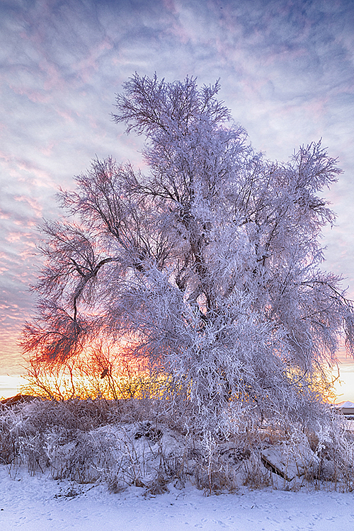 Winter 2019 #0780 - ID: 15782015 © Raymond E. Reiffenberger