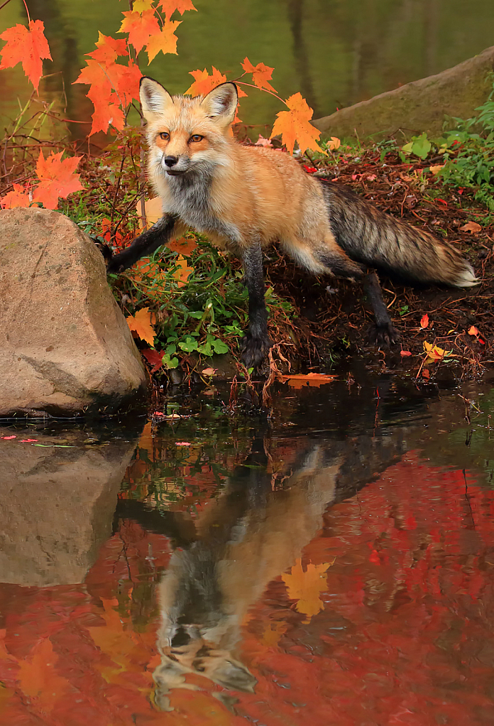 Red Fox Reflection