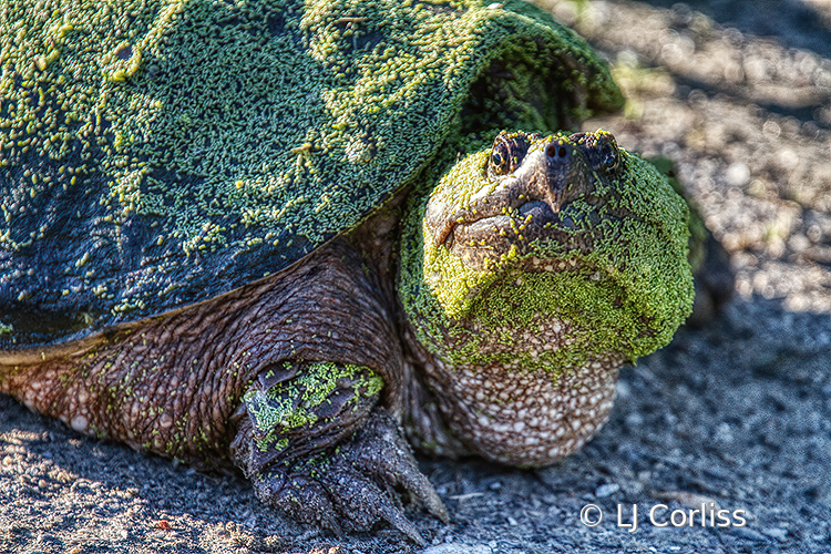 snapping turtle