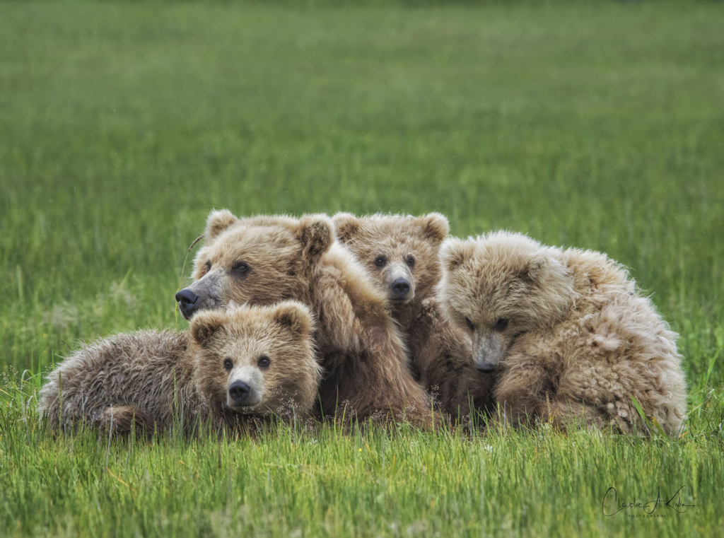 With Her Cubs