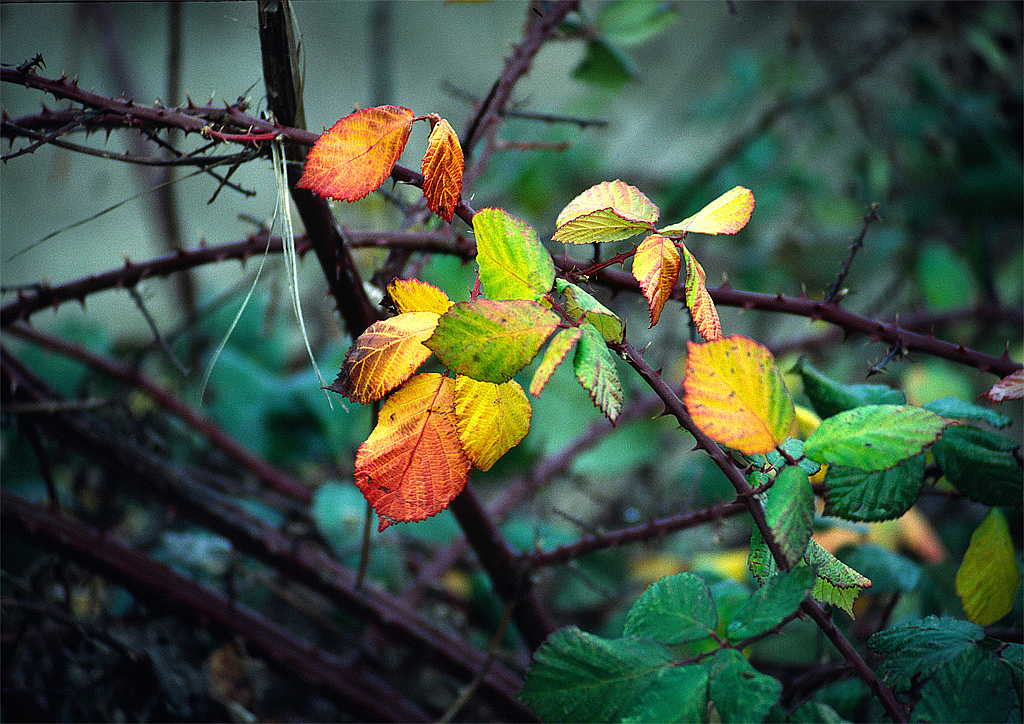 Blackberry Leaves