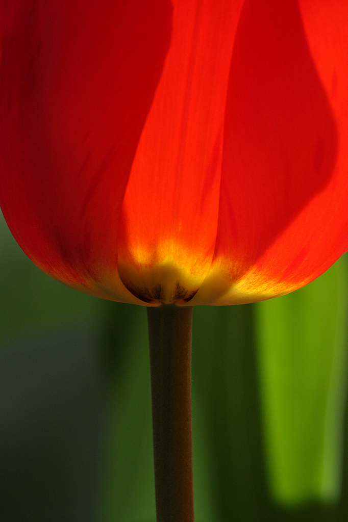 Backlit red tulip