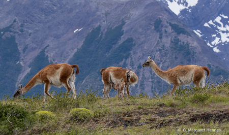 New Born Guanaco Nursing