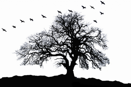 Oak Tree Silhouette With Birds