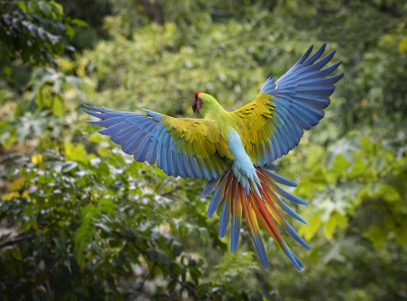 Green Macaw