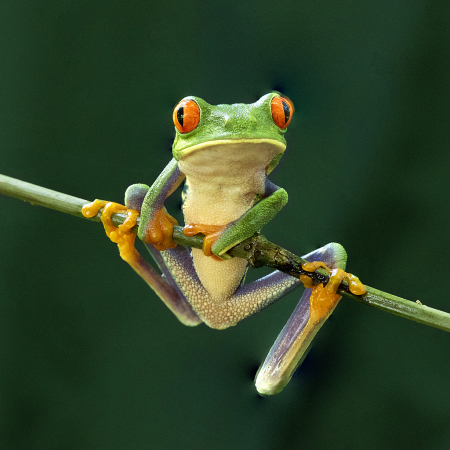 Red Eye frog