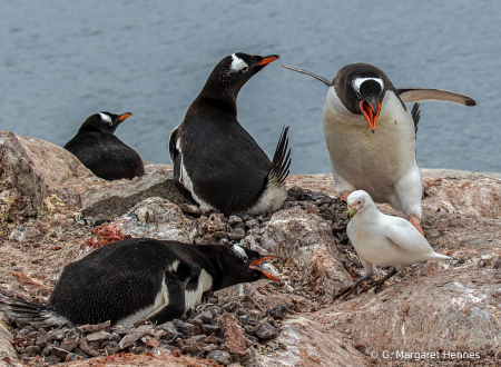 Gentoo Penguins Confront Predator