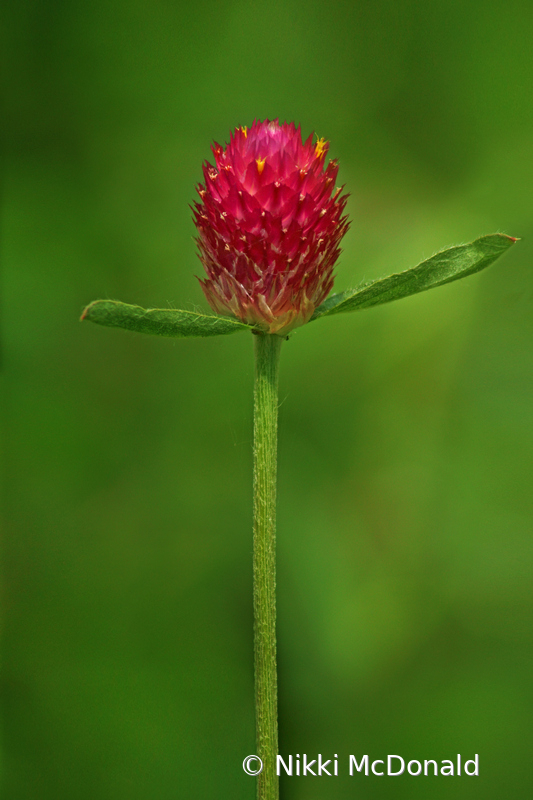 Globe Amaranth