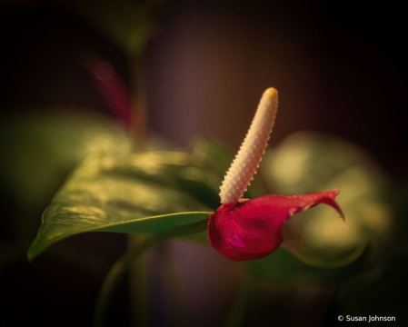 Anthurium