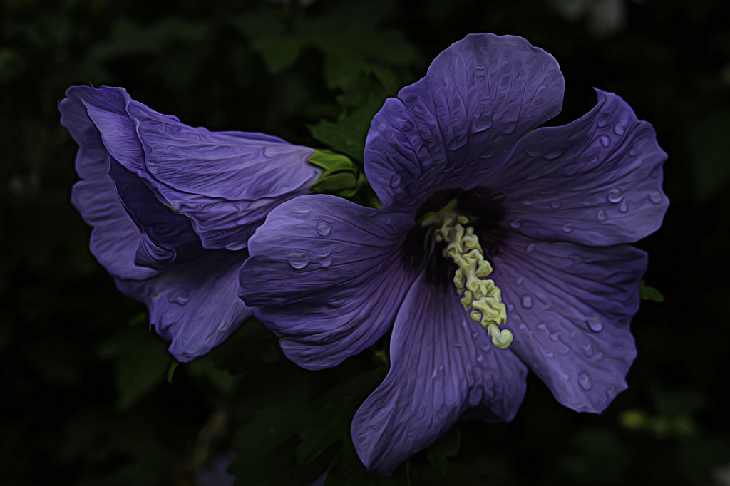 Purple Passion - ID: 15782537 © Stephen Mimms