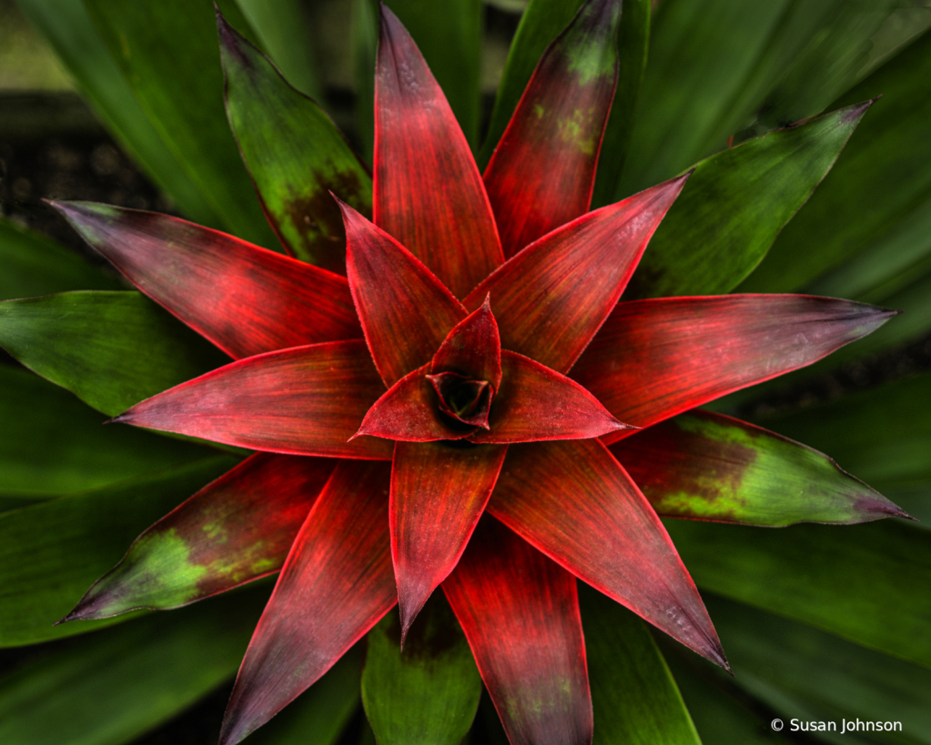 Christmas Bromeliad - ID: 15782541 © Susan Johnson