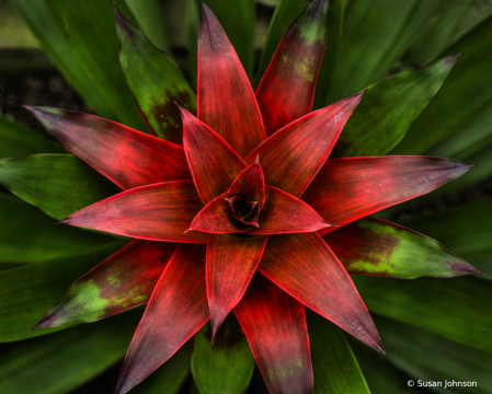 Christmas Bromeliad