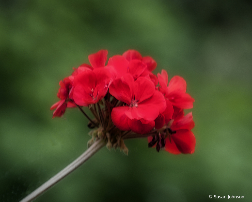 Blowing in the Wind - ID: 15782543 © Susan Johnson