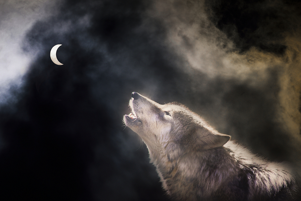 Night wolf