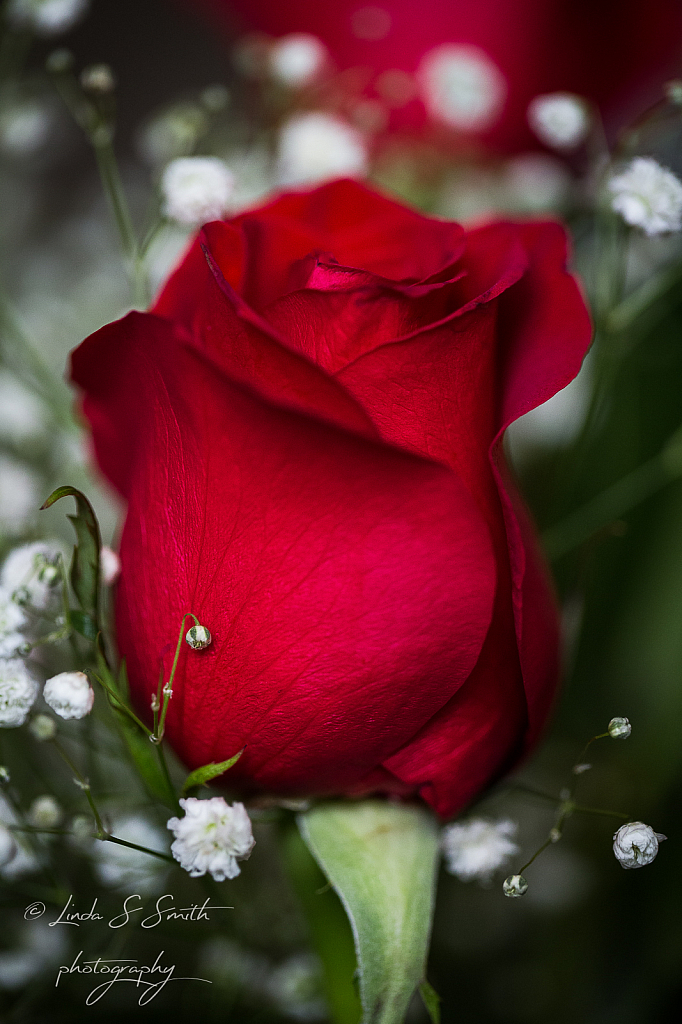 an anniversary rose