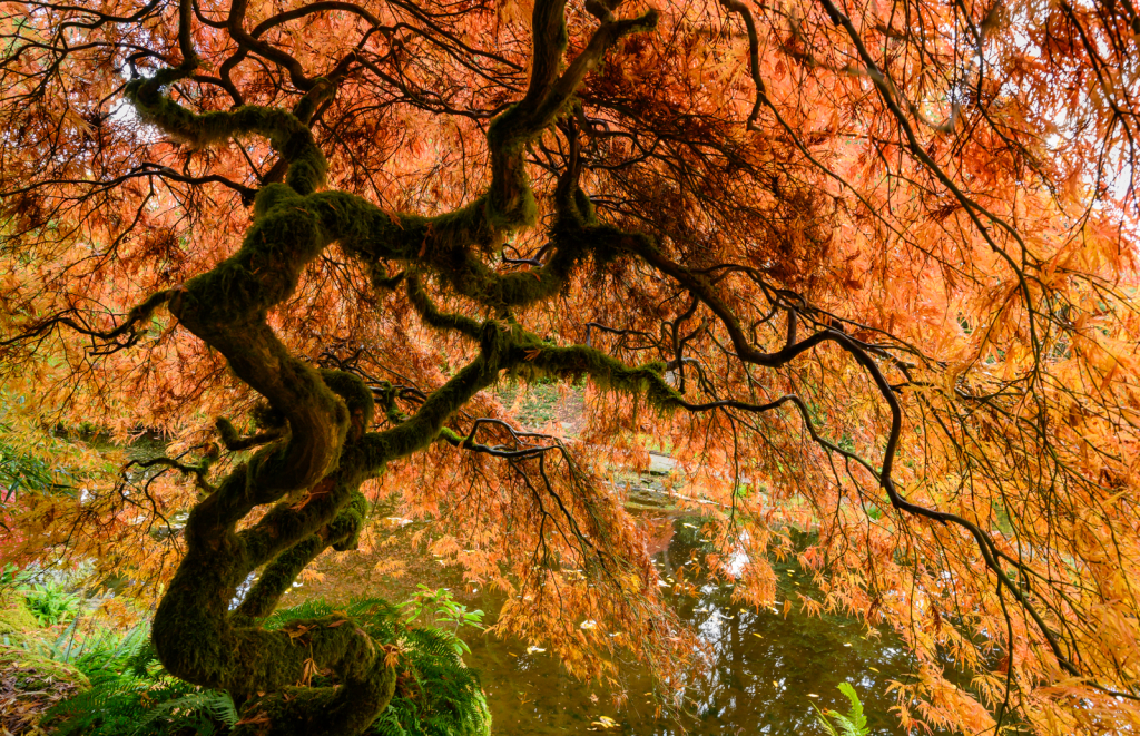 Fall Colors at the Garden