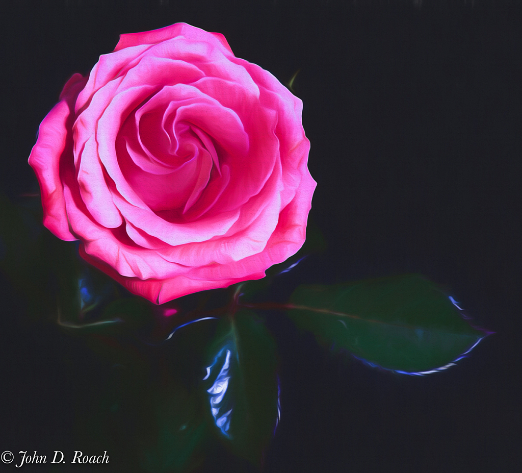Painted Rose - ID: 15782598 © John D. Roach
