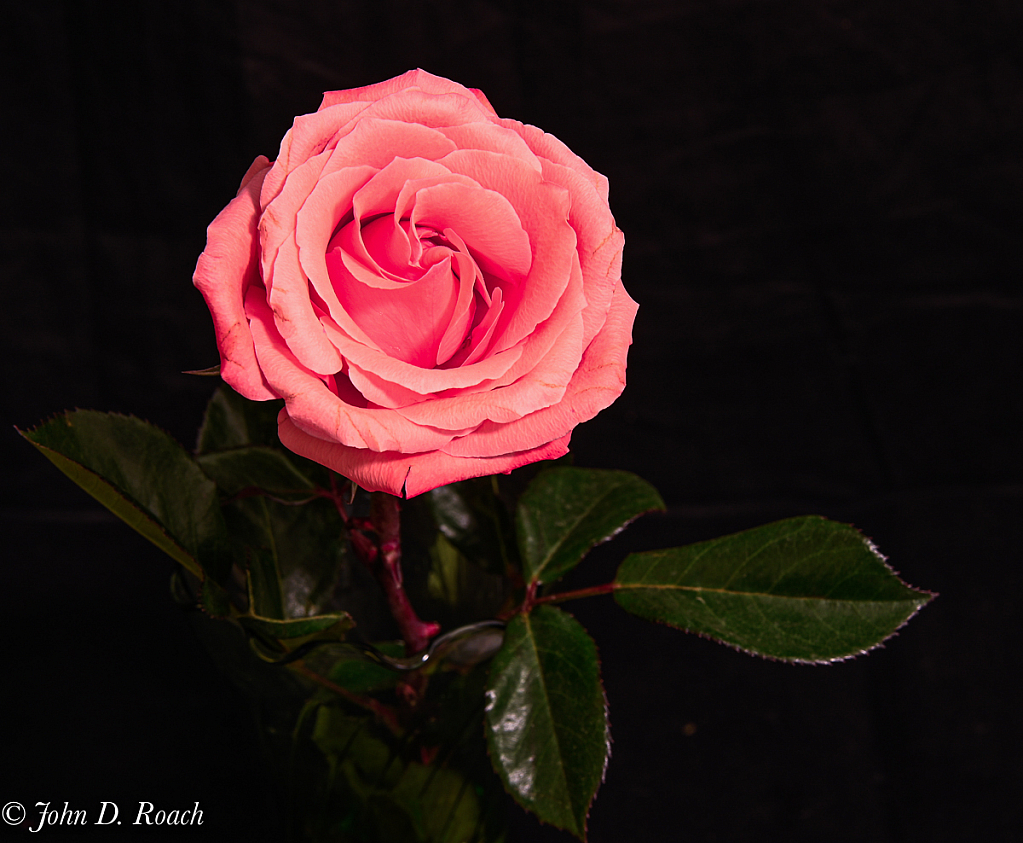 Lovely Rose - ID: 15782599 © John D. Roach