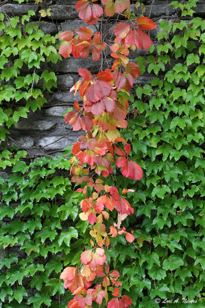 Stone Wall 2