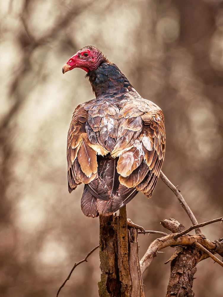 Perched  - ID: 15782711 © Jeff Robinson