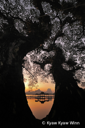 Huge Tree