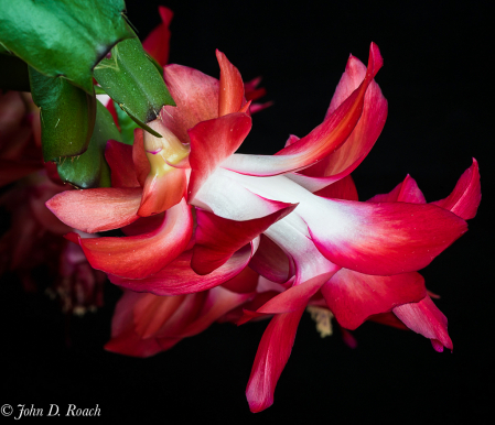 Christmas Cactus