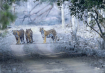 Three Tigers !