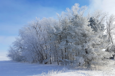 Jack Frost Art