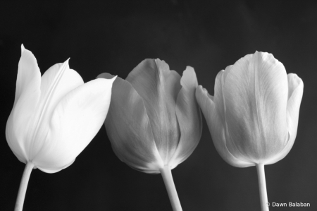 Black and White Tulips