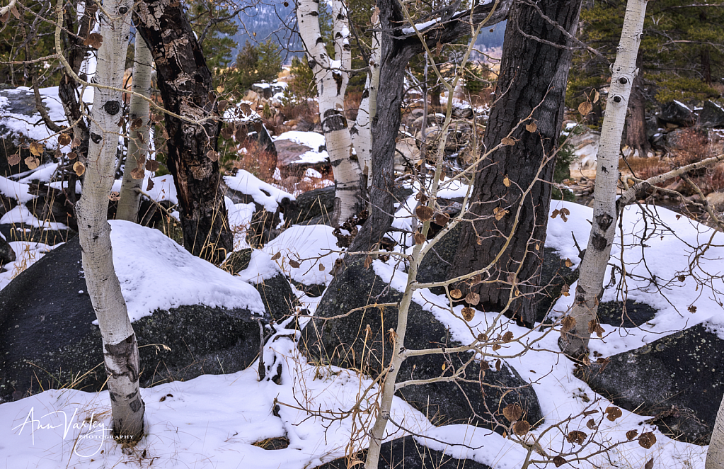 Aspen in Sierra Snow