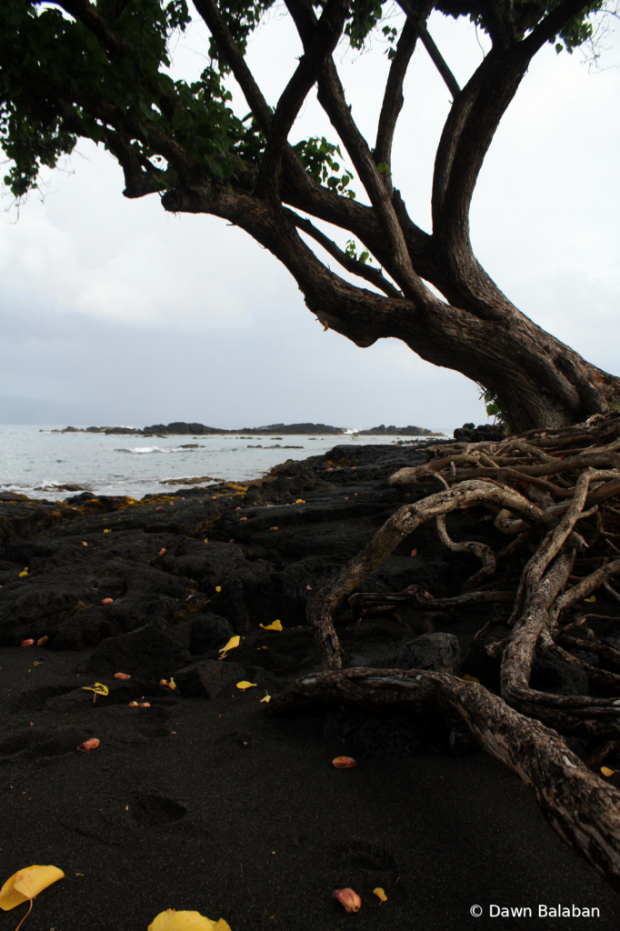 Black Stand Beach