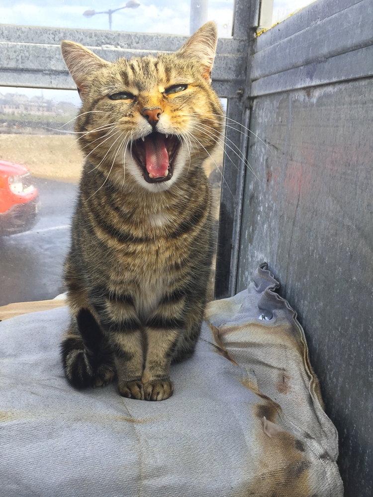 Happy Cat