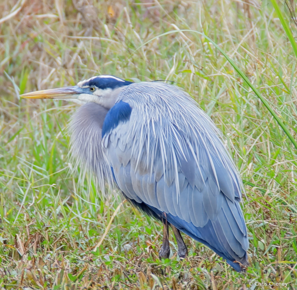 Great Blue Heron