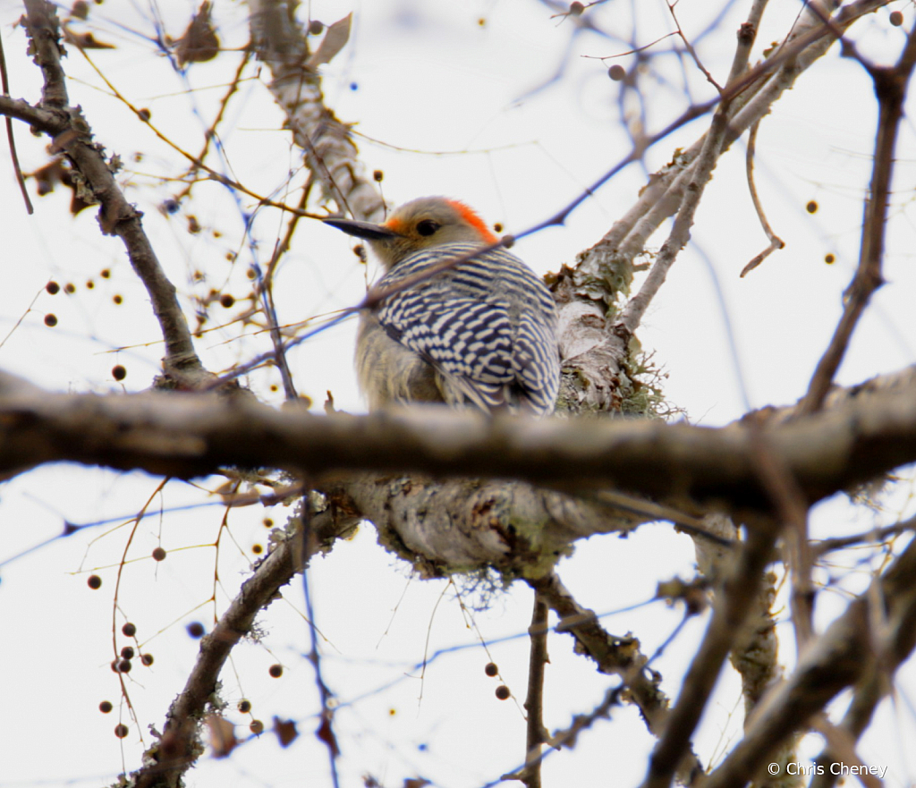 Red Bellied Woodpecker