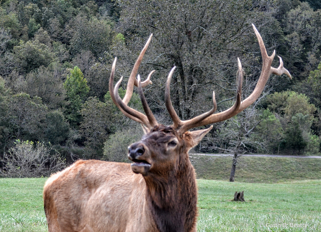 Strut, The Rut Winner Upclose 